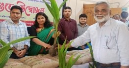 বদলগাছীতে প্রান্তিক কৃষকদের মাঝে বিনামূল্যে বীজ, চারা ও সার বিতরণ