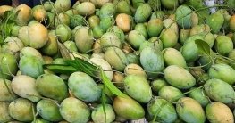 বিপাকে নওগাঁর আম চাষি-ব্যবসায়ীরা